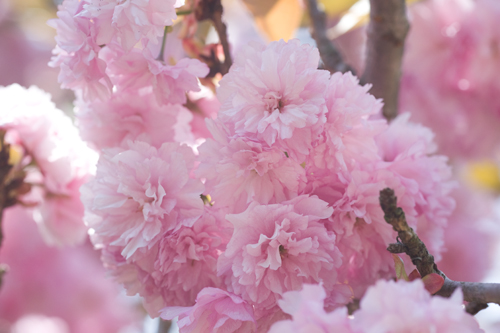 八重桜アップ