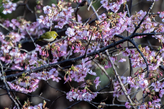 河津桜