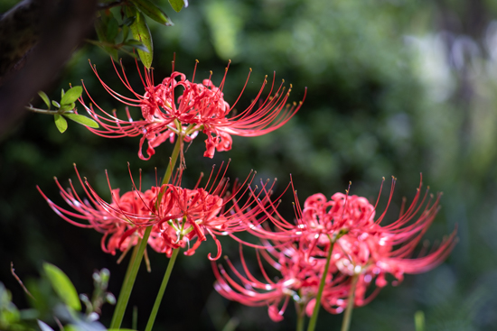 彼岸花・曼珠沙華