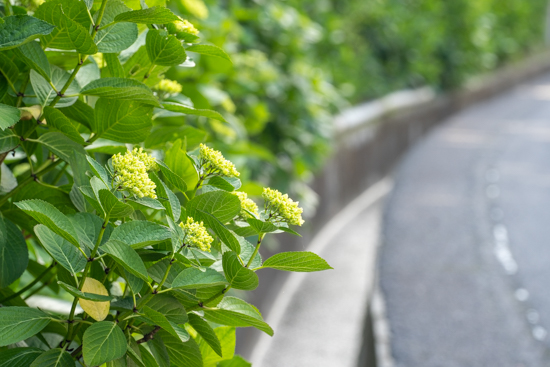 紫陽花