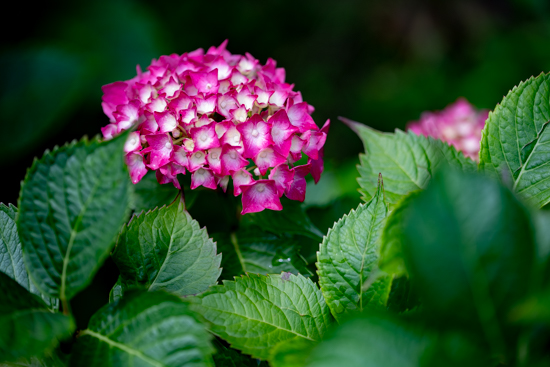 紫陽花