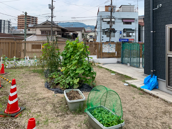 ひかりのはたけ