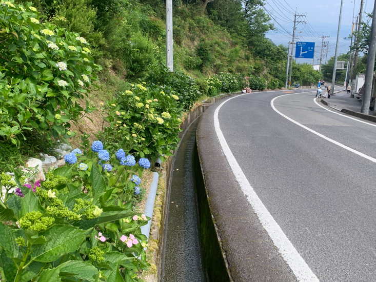 2024年6月2日(日曜日)のあじさい通りの開花状況